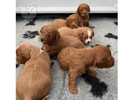 Κουτάβια σαμπάνιας Cavapoo